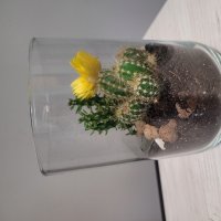 Vase with cacti - Belaya Сerkov (Bila Cerkva)