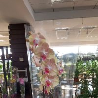 Букет цветов Розово-белая орхидея - Ванс