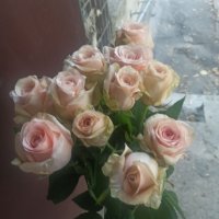 Коралові троянди поштучно - Петриківка