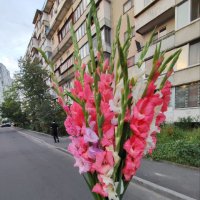 Букет цветов Розовые гладиолусы - Каролино-Бугаз
