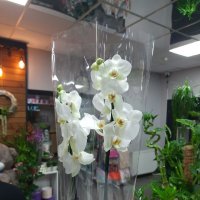 Белая орхидея + шарик сердце - Сомервиль