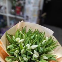 51 white tulips - Bolgrad