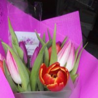Spring calling 11 tulips - Tuebingen