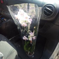 Orchid Phalaenopsis - Saint-Georges-d’Oleron