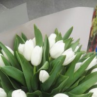 Білі тюльпани поштучно - Новий Орлеан