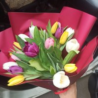 25 multi colored tulips - Larissa