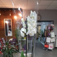 Orchid Phalaenopsis - Bournemouth