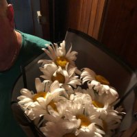 Букет квітів Ромашки поштучно - Вільнев-Лубе