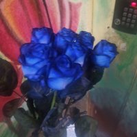 Blue roses by the piece - Yubileynoye (Lugansk, Ukraine)