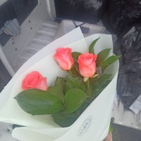 Spring promo! 3 roses - Vishnevoe