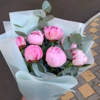 7 розовых пионов - Бентон Харбор
