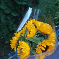 Букет квітів Соняшник поштучно - Амата