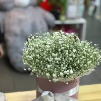 Baby's breath in a box - Lake Placid