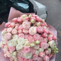 51 кустова троянда - Абілін