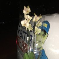 Орхідея Фаленопсіс - Білявинці