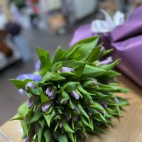 Purple tulips by the piece - Chernomorskoe