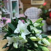 Lily white piece - Balikesir