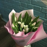 25 white and pink tulips - Dipolog