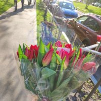 Червоні тюльпани поштучно - Ватра