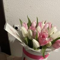 Pink and white tulips in a box - Petropavlovskaya Borshchagovka