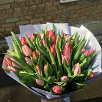Tulips 45 - Naarden