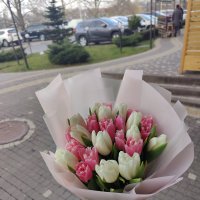 25 white and pink tulips - Ridgefield
