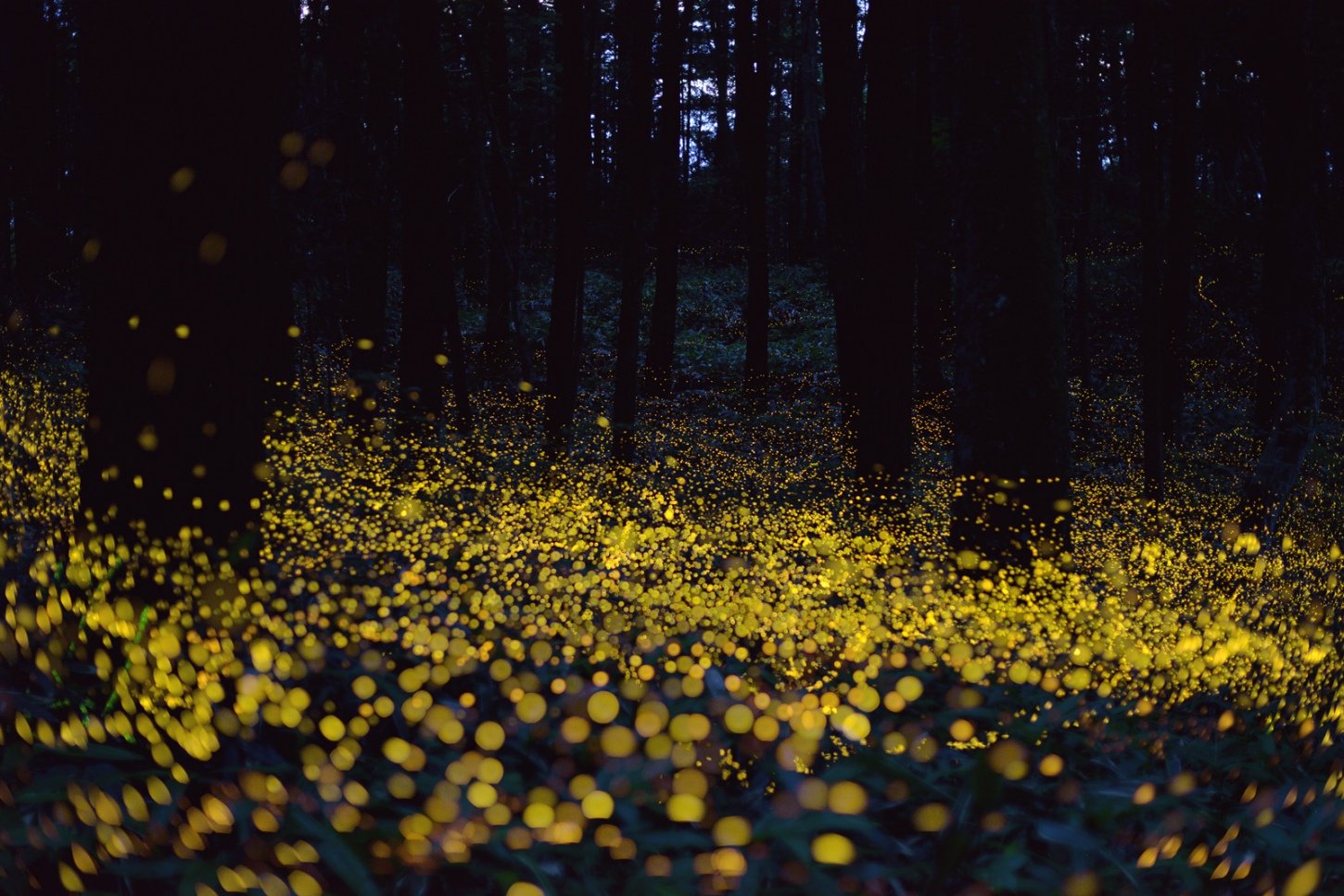 Леса светлячков в Японии