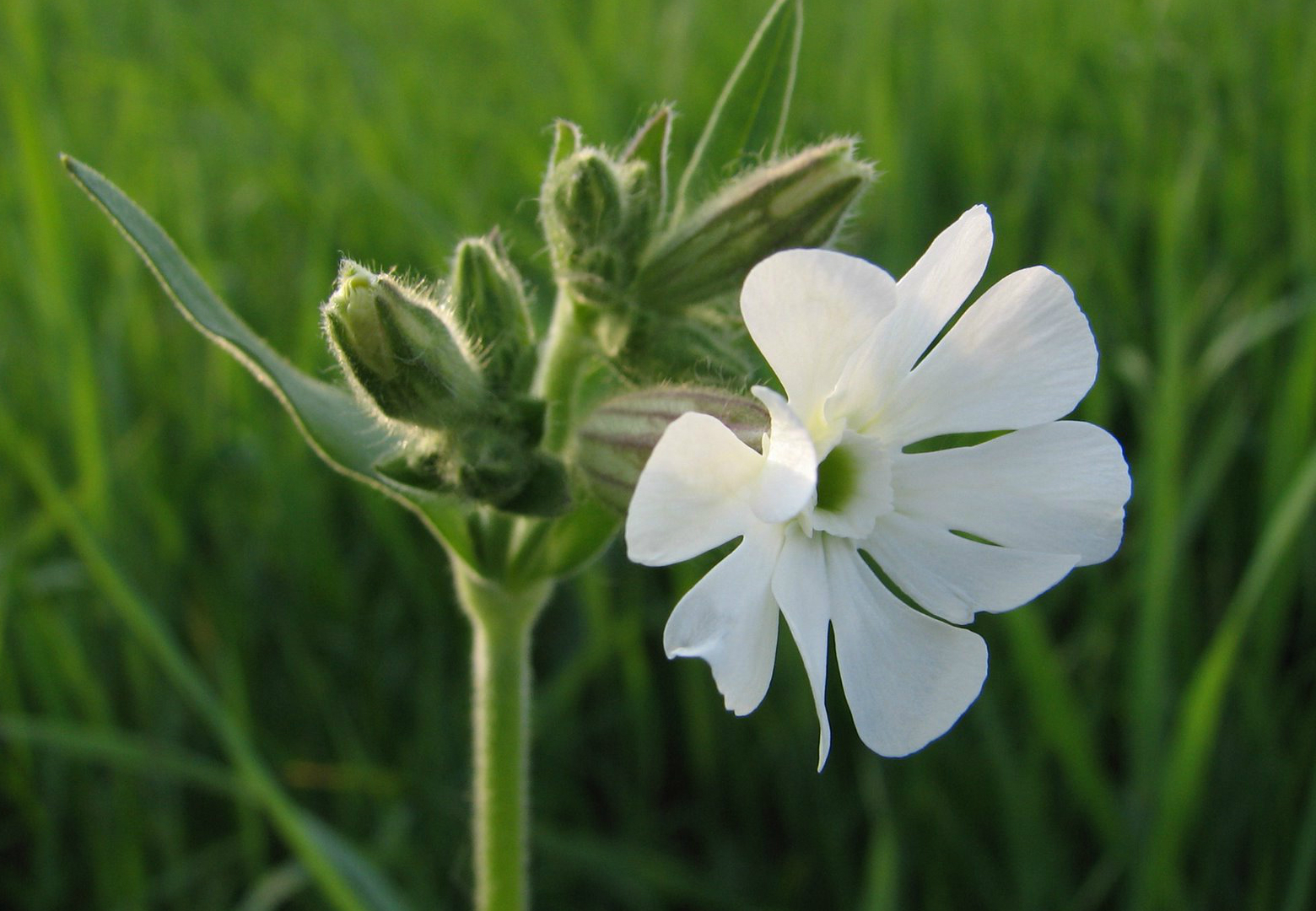 Белые луговые цветы название и фото