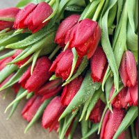 Як доглядати за подарованими тюльпанами