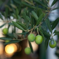 Как вырастить оливковое дерево в домашних условиях
