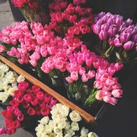 Необыкновенный тюльпан: интересные факты о цветке