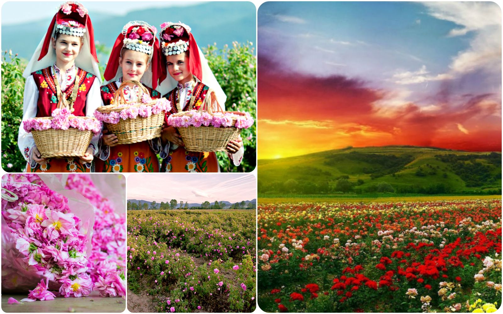 Розовые поля в Болгарии