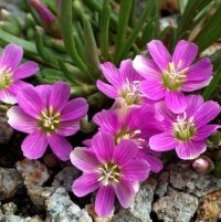 Цветы для альпинария