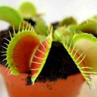 Венерина мухоловка: 8 невероятных фактов о растении-убийце