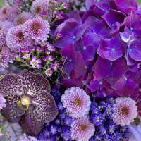 Виды фиолетовых цветов