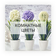 Indoor flowers by Pershotravensk