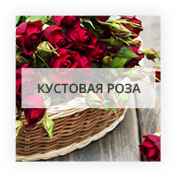 Кустовая роза Киев - Лесной