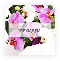 Орхидеи по Леове