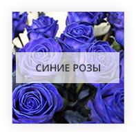 Blue roses Kiev