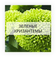 Зеленые хризантемы Суходольск